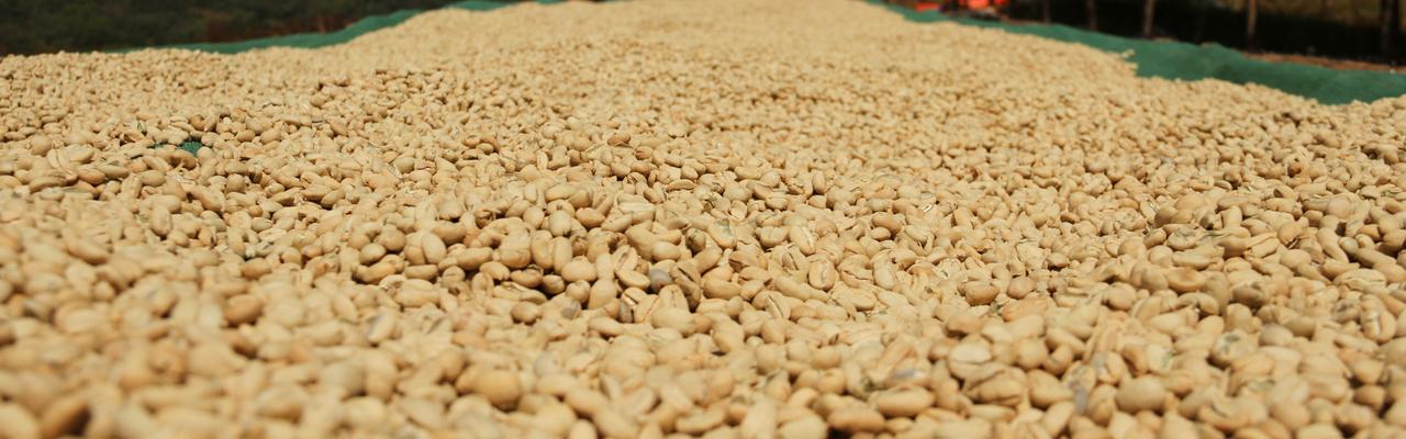 Djimma Coffee