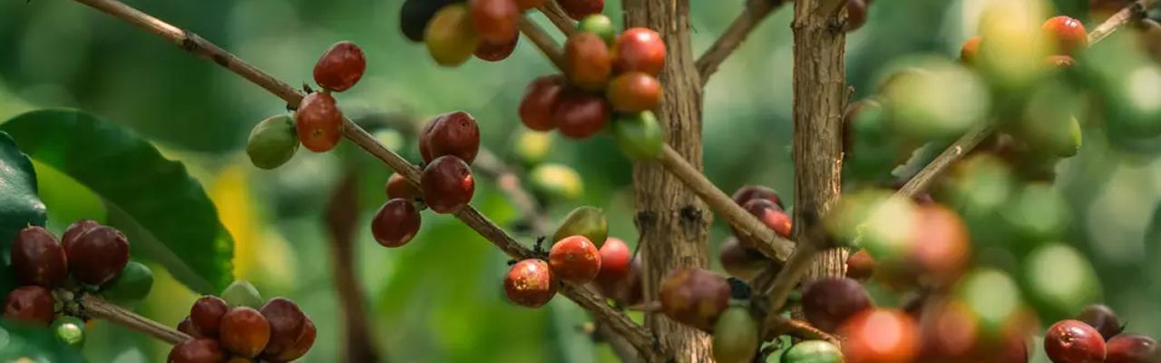 Limmu Coffee