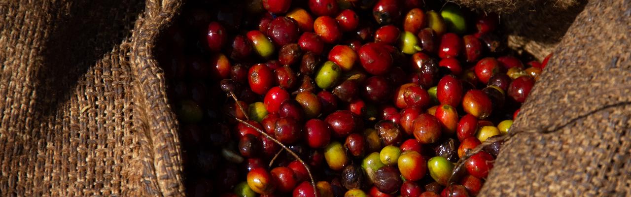 Nekemte Coffee
