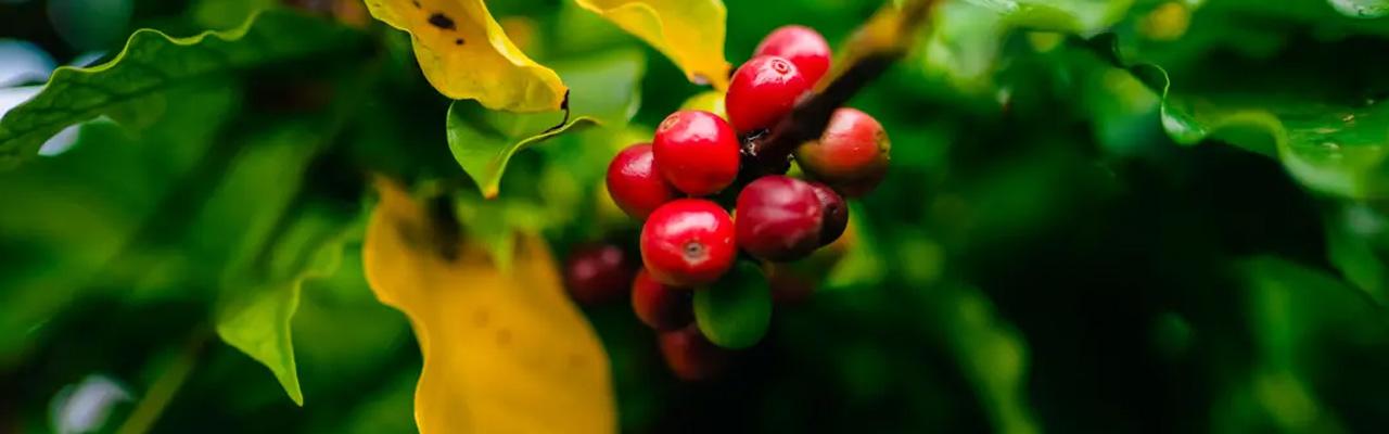 Sidamo Coffee